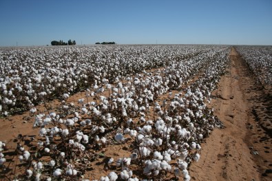 cotton_field_west_texas