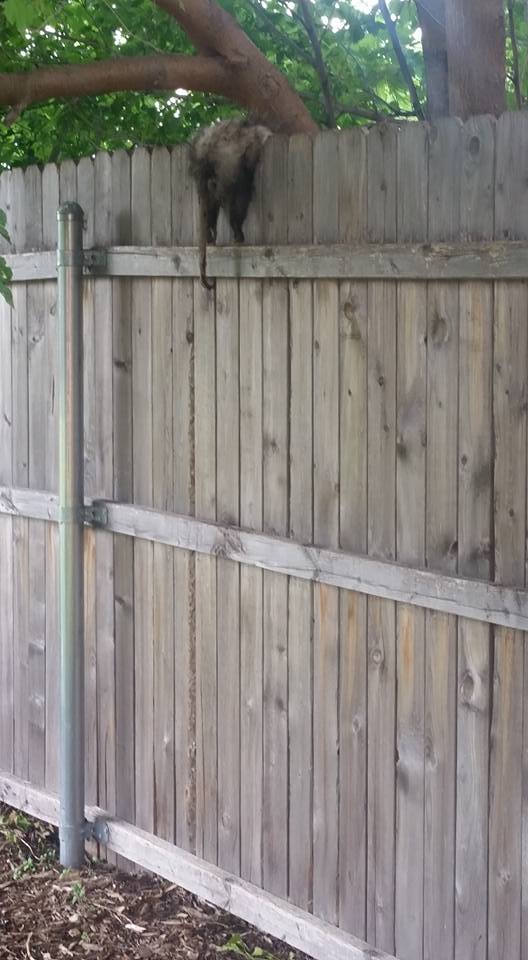 13151443_10154228036930152_5090480380671360651_n